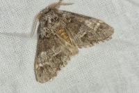 Drymonia dodonaea