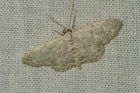 Idaea seriata