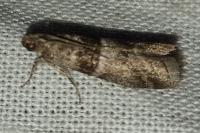 Elegia similella/atrifasciella