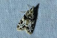 Eudonia delunella
