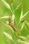 Spiris striata