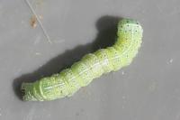 Orthosia cerasi