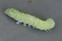Orthosia cerasi