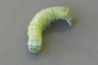 Orthosia cerasi