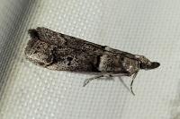 Acrobasis bithynella/obliqua