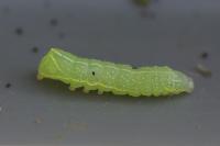 Amphipyra pyramidea
