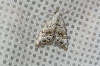 Nola infantula