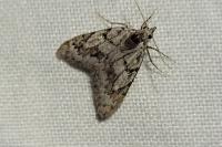 Nola cicatricalis