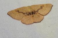 Cyclophora puppillaria