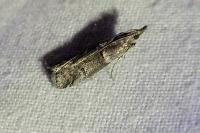 Acrobasis bithynella/obliqua
