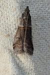 Acrobasis bithynella/obliqua