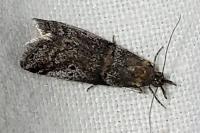 Acrobasis bithynella/obliqua