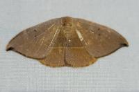 Watsonalla uncinula
