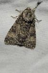 Acronicta megacephala