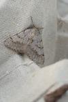 Isturgia assimilaria