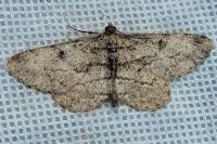 Peribatodes rhomboidaria ichnusaria