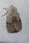 Perigrapha rorida