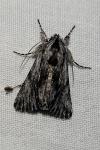 Calophasia platyptera