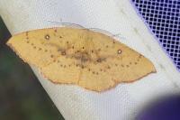 Cyclophora puppillaria
