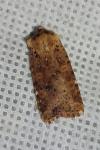 Conistra rubiginea