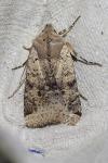 Spudaea ruticilla
