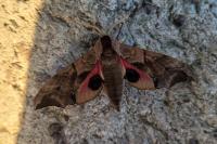 Smerinthus ocellatus ocellatus