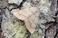 Isturgia assimilaria