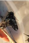 Biston strataria