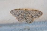 Scopula marginepunctata
