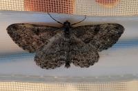 Peribatodes rhomboidaria ichnusaria