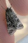 Acronicta megacephala