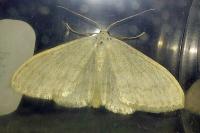 Scopula floslactata