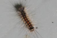 Lymantria dispar