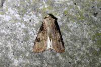 Agrotis puta