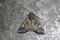 Mamestra brassicae