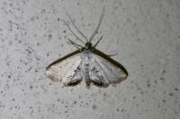 Cataclysta lemnata