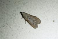 Lamoria anella