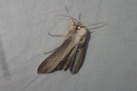 Cucullia verbasci