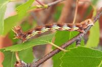 Erannis defoliaria