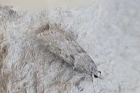 Eudonia angustea