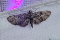 Eupithecia