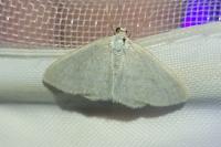 Idaea subsericeata