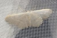 Scopula