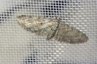 Eupithecia