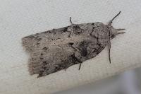 Nycteola