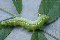 Amphipyra berbera