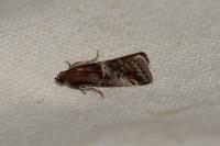 Acrobasis marmorea