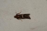 Acrobasis marmorea
