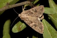 Anarta trifolii
