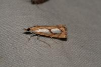 Catoptria pinella
